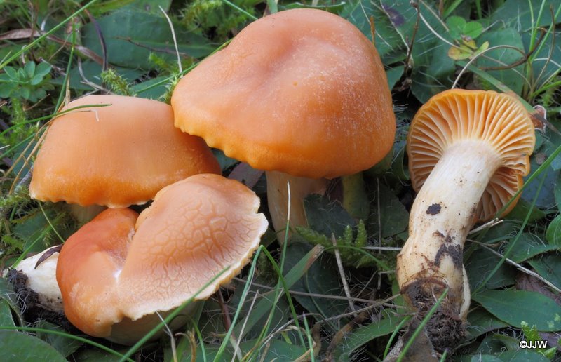 Hygrocybe pratensis